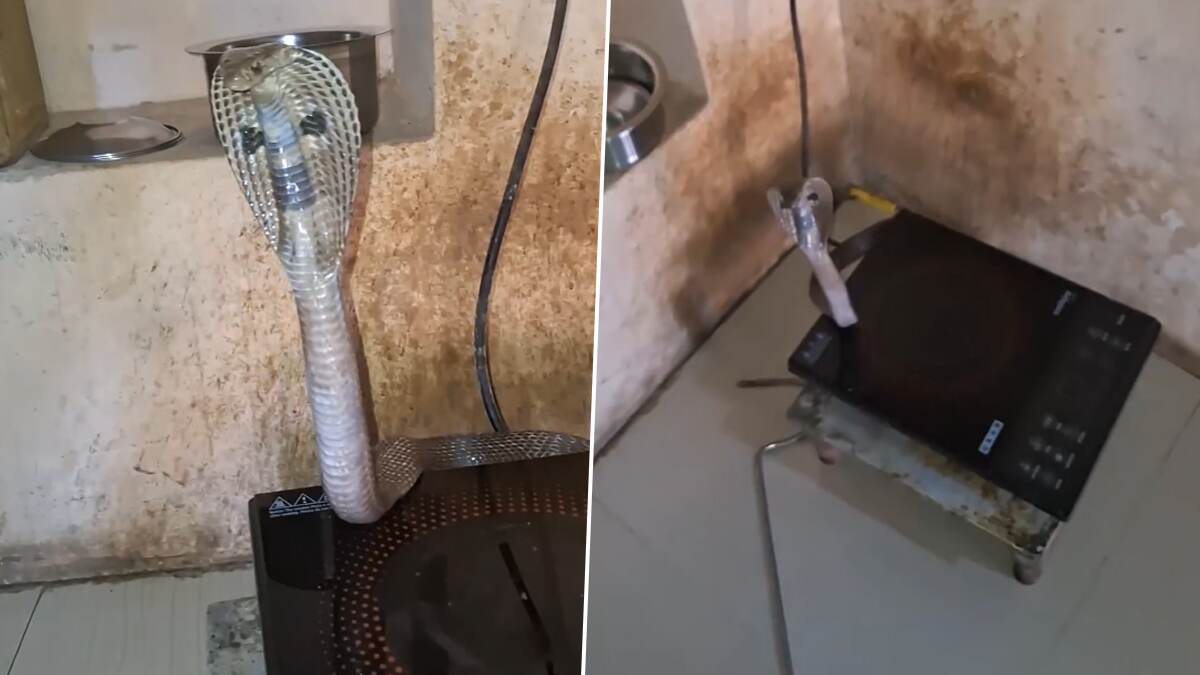 Snake Video Viral: மின்சார அடுப்புக்கு பின்னால் இருந்து சீண்டும் நாகப்பாம்பு.. வீடியோ வைரல்..!