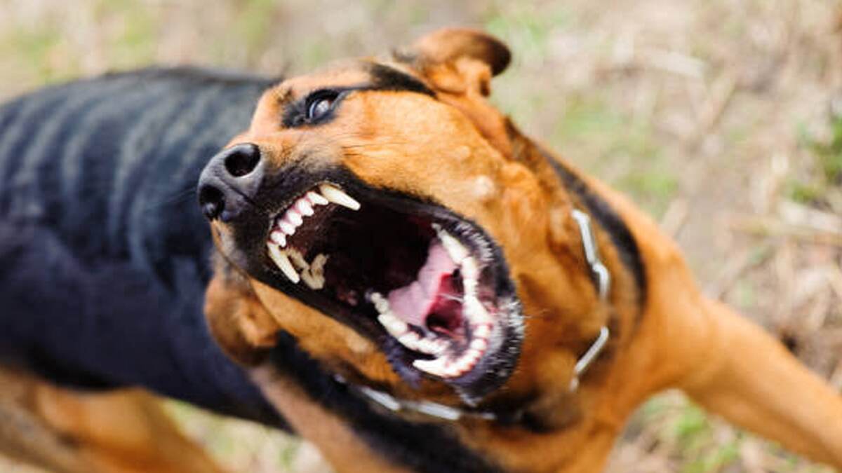 Dog Attack: ஒரு மாதமாகும் பச்சிளம் குழந்தையை கடித்துக்கொன்ற நாய்; வளர்ப்பு நாயின் பதறவைக்கும் செயல்.!