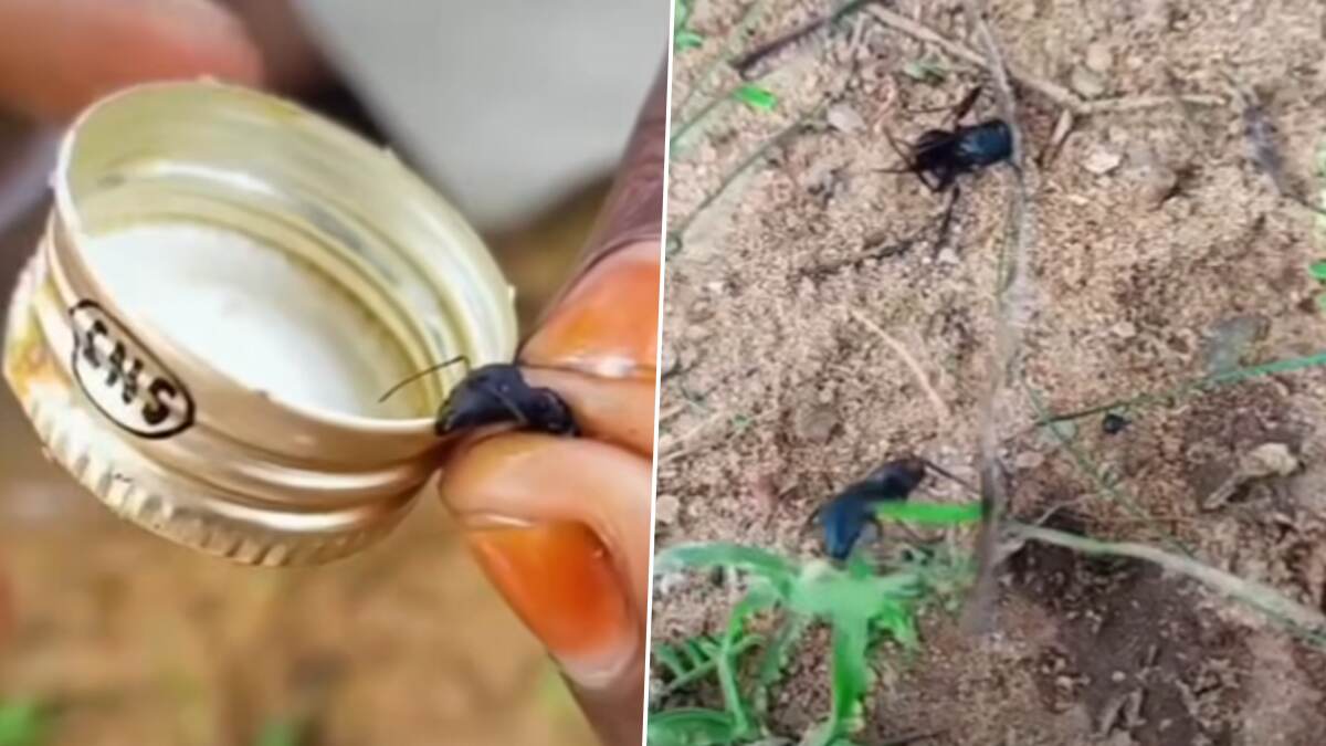 Viral Video: சுறுசுறுப்பான எறும்புக்கு சரக்கை ஊற்றி மட்டையாக்க நினைத்த இளைஞன்.. வைரலாகும் வீடியோ..!