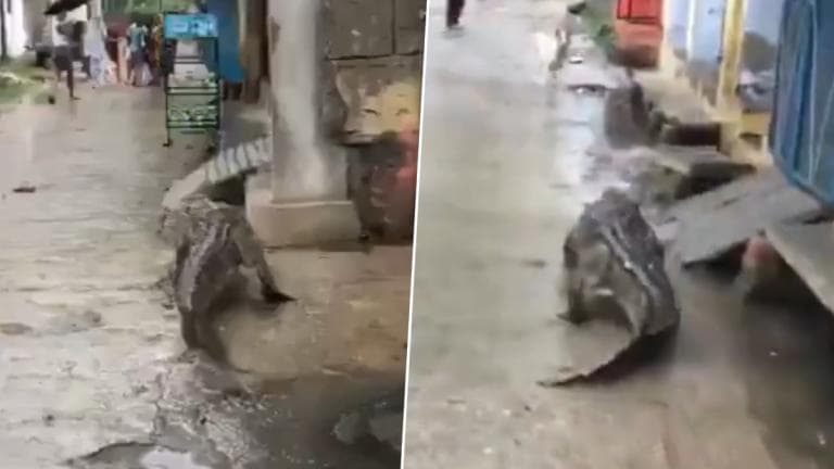 Crocodile Visits Village: என்ன பங்காளிகளா சௌக்கியமா? கிராமத்தில் புகுந்து ரைடு விட்ட முதலையார்.!