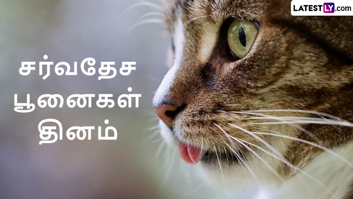 International Cat Day 2024: "எகிப்தில் கடவுள்.. உண்மையில் ராஜா.." சர்வதேச பூனைகள் தினம்..!