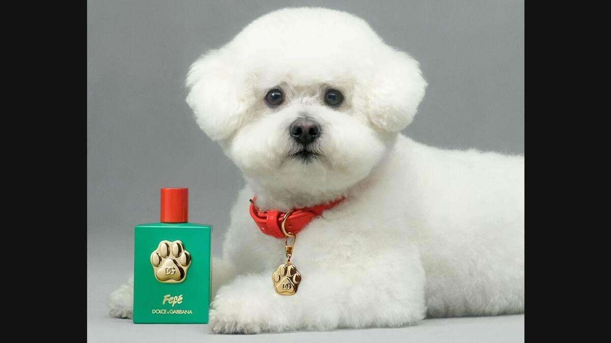Perfume For Dogs: இனி உங்கள் நாயும் கமகமவென்று இருக்கும்.. நாய்களுக்கான வாசனை திரவியம் அறிமுகம்..!