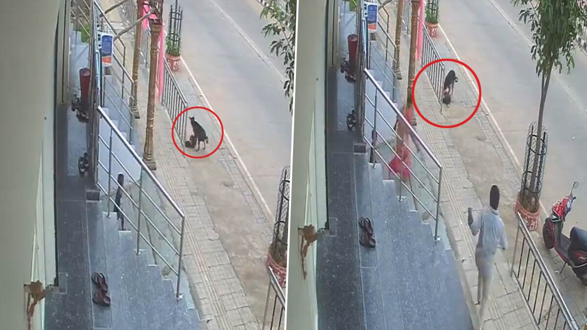 Dog Attack On Boy: 18 மாத குழந்தையை கடித்து குதறிய தெருநாய்; பதைபதைக்க வைக்கும் வீடியோ வைரல்..!