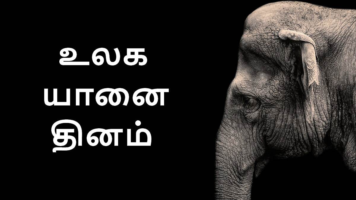 World Elephant Day 2024: 