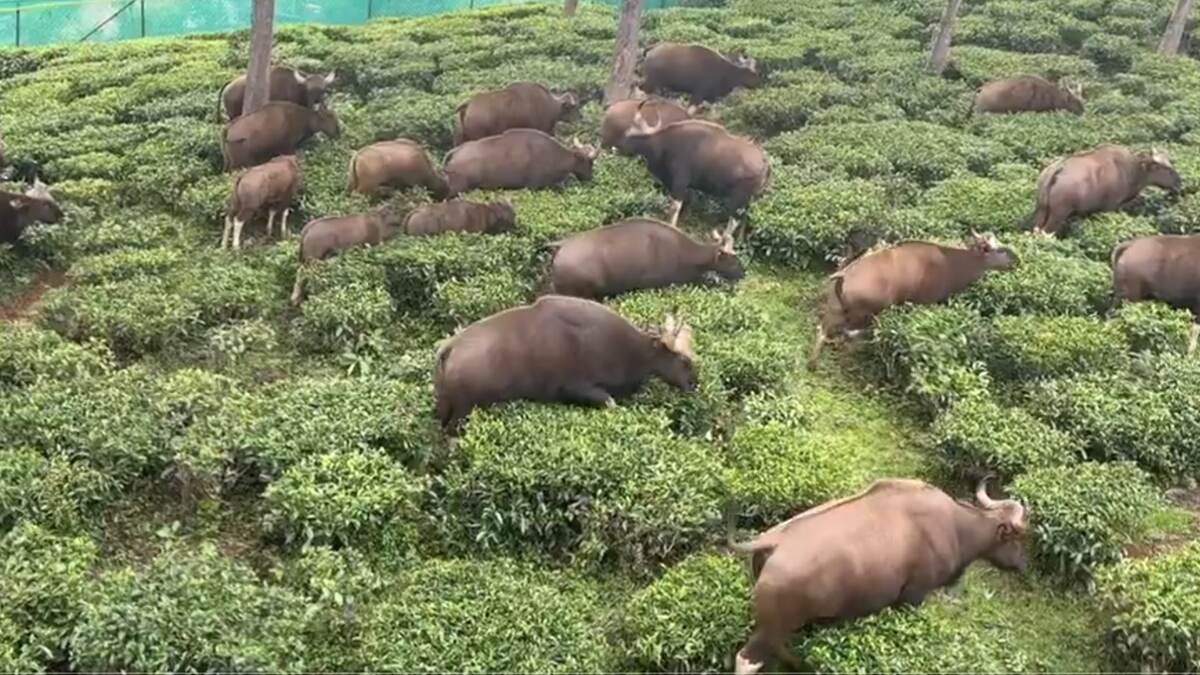 Gaurs Graze Around In A Tea Garden: நீலகிரி தேயிலை தோட்டத்தில் அழகாக நடந்துச் செல்லும் காட்டெருதுகள்.. வைரலாகும் வீடியோ..!