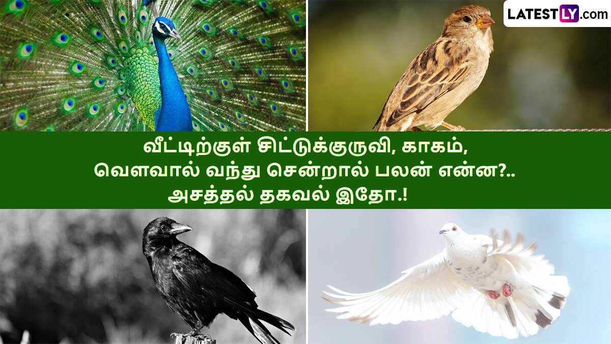 Birds Astrology: அடடே.. உங்களின் வீட்டிற்குள் இந்த பறவையெல்லாம் வந்துட்டு போகுதா?.. விஷயம் இதுதானாம்.!