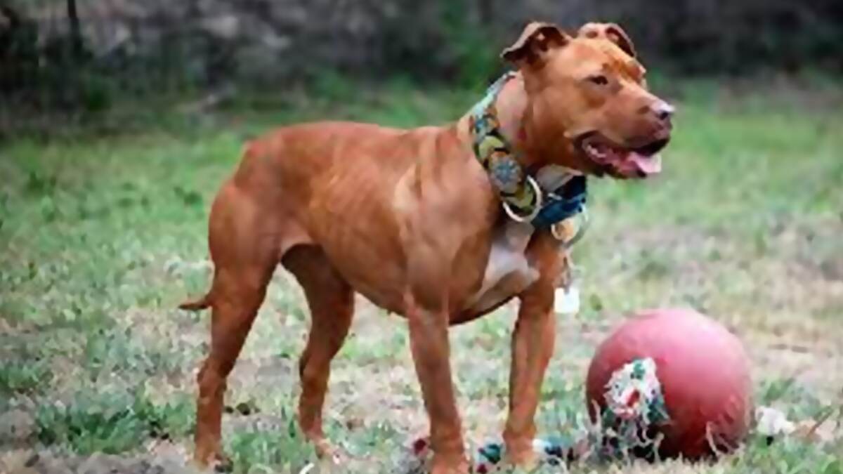 Boy Dies By Dog Bite: நாய் கடித்து 7 வயது சிறுவன் உயிரிழந்த சோகம்.. உரிமையாளர் மீது வழக்குப்பதிவு..!
