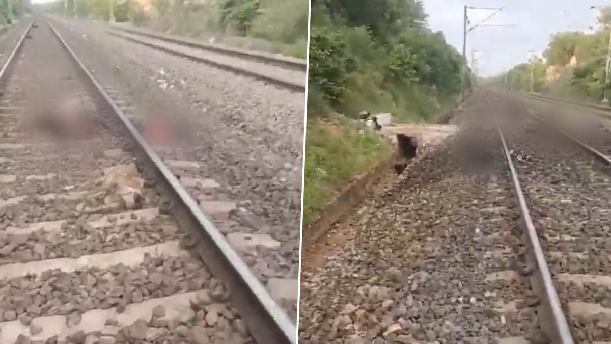 Train Hits Goats: இரண்டு ரயில்கள் மோதி 50 ஆடுகள் பலி..!