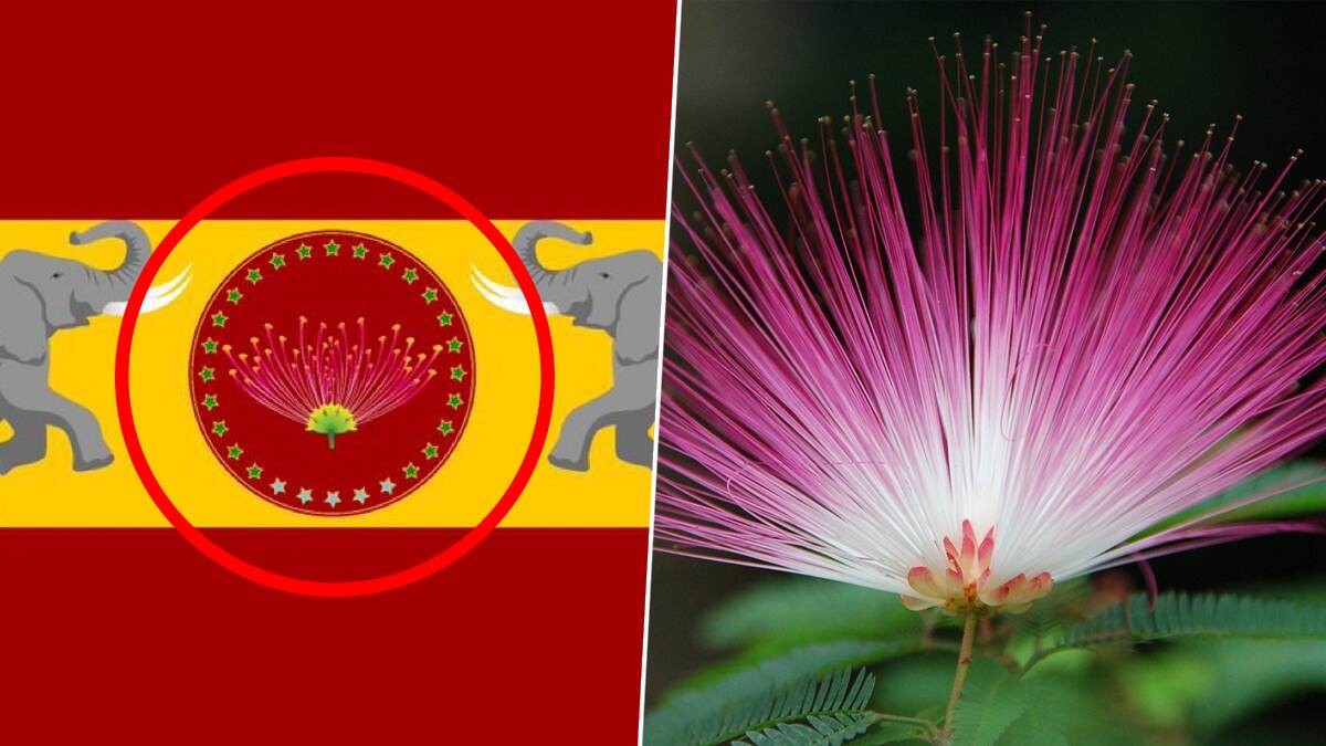 The Hidden Details In TVK Flag: வாகை மலர் என்றால் என்ன? பயன்? எதற்கு பயன்பட்டது? வெற்றியை குறிக்கும் வாகை மலர்.. வரலாறு தெரியுமா?