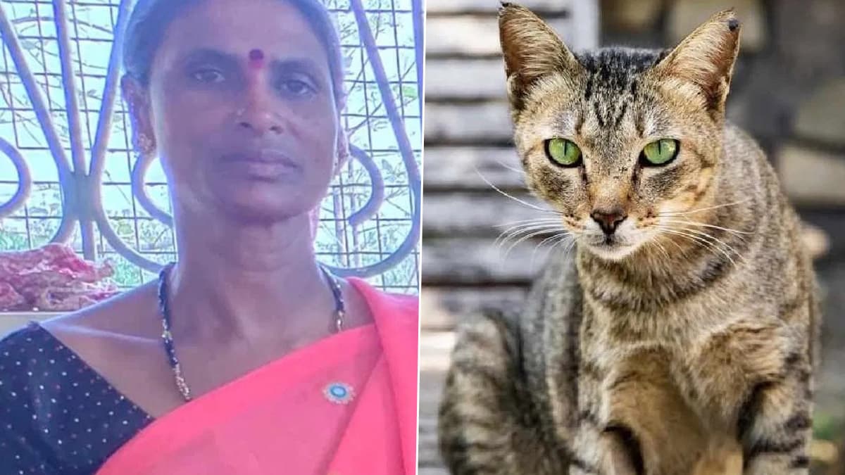 Woman Killed By Cat Bite 50 . LatestLY
