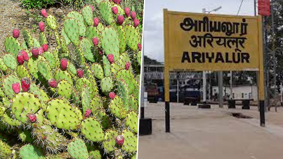 Students Admitted To Hospital: விளையாட்டுத்தனமாக கள்ளிப்பால் சாப்பிட்ட மாணவர்கள்.. 5 பேருக்கு உடல்நலம் பாதிப்பு..!