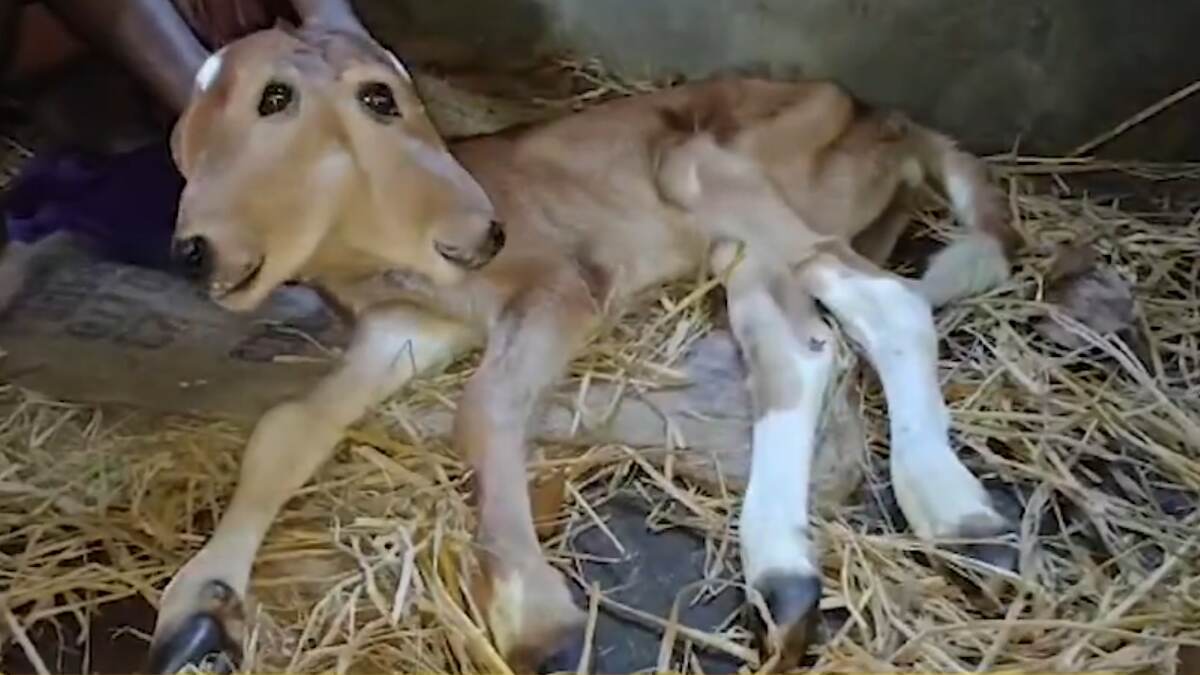 Calf Born With Two Heads: 2 தலை, 4 கண்களுடன் பிறந்த கன்றுக்குட்டி.. ஆச்சரியத்துடன் கண்டுக்களிக்கும் மக்கள்..!