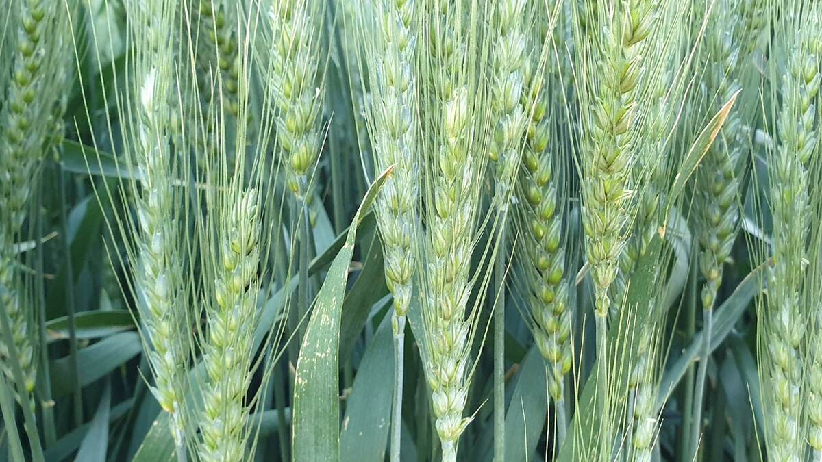 Managing Heat Stress on Crops: பயிர்களின் வெப்பத் தாக்கத்தை கட்டுப்படுத்த பின்பற்றவேண்டியவைகள்.. விவரம் உள்ளே..!