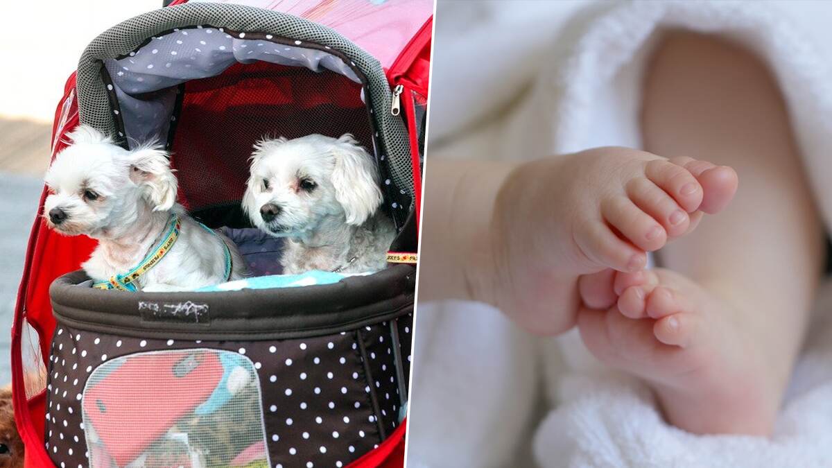 South Korea Birth Rate: குழந்தைகளை விட செல்லப்பிராணிகளுக்கே அதிக முக்கியத்துவம்.. குழந்தை பிறப்பு விகிதம் குறைவு..!