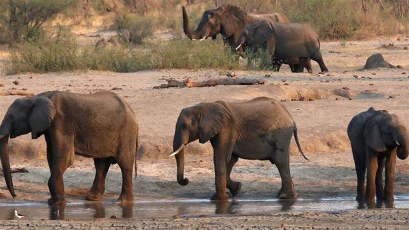 Zimbabwe To Kill 200 Elephants: ஆப்பிரிக்காவில் கடும் வறட்சி; 200 யானைகளை உணவாக்க திட்டம்.. ஜிம்பாப்வே அரசு அதிரடி முடிவு..!