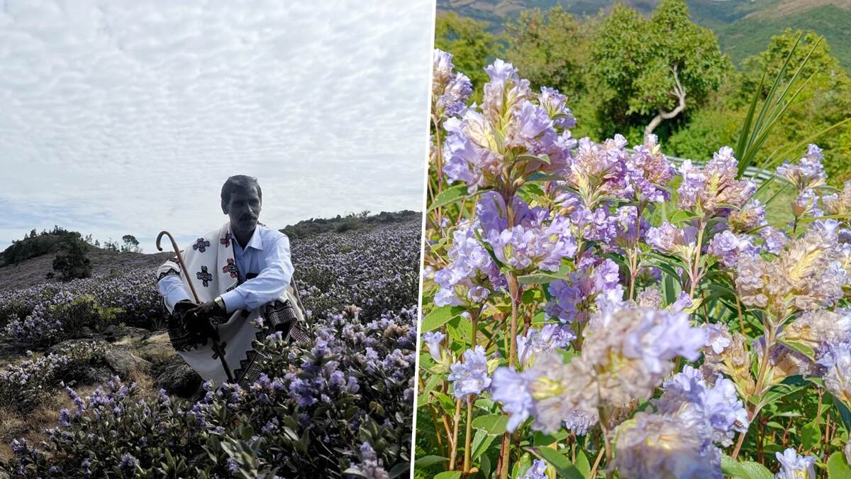 Neelakurinji Flowers: பூத்துக்குலுங்கும் நீலக்குறிஞ்சி மலர்கள்; கண்ணை கவரவைக்கும் காணொளி உள்ளே.!