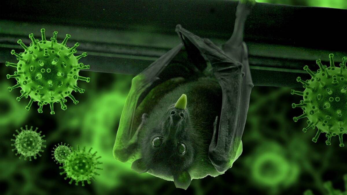 Nipah Virus: மீண்டும் பரவும் நிபா வைரஸ்: அறிகுறிகள், முன்னெச்சரிக்கை நடவடிக்கைகள் மற்றும் சிகிச்சை முறைகள் பற்றி தெரியுமா?!
