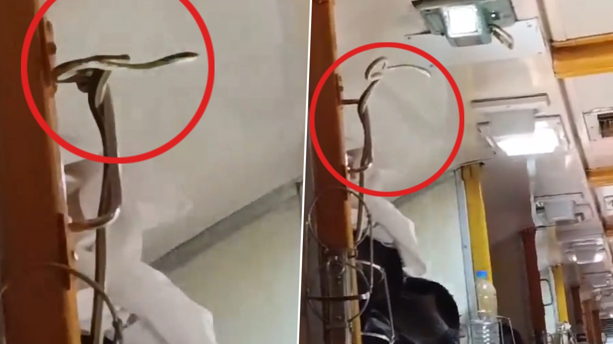 Snake In a Train: ரயிலில் பாம்பு இருப்பதைக் கண்டு அலறியடித்த பயணிகள்.. அதிர்ச்சியூட்டும் வீடியோ வைரல்..!