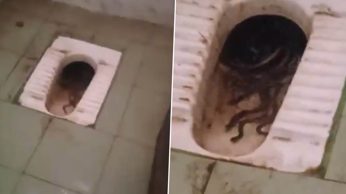 Snake Infestation: நெளிந்த பாம்புகள்; செய்யாறு அரசுக் கல்லூரி பெண்கள் கழிவறையில் அதிர்ச்சி.!
