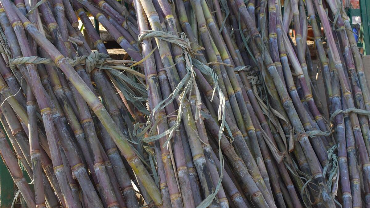 Sugarcane Diseases: கரும்பில் ஏற்படும் செவ்வழுகல் நோய்.. தவிர்ப்பதற்கான வழிகள் என்னென்ன?!