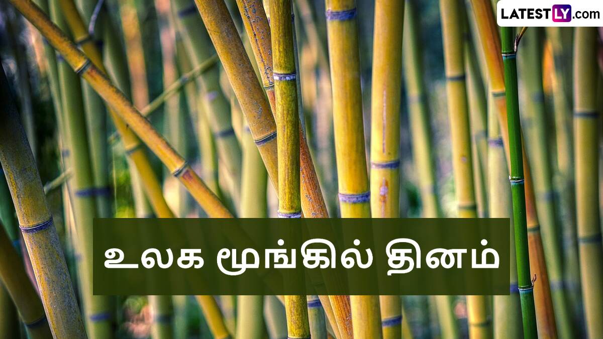 World Bamboo Day 2024: உலக மூங்கில் தினம்.. பச்சைத் தங்கத்தின் சுவாரஸ்ய தகவல்கள் பற்றி அறிந்துக் கொள்வோமா?!