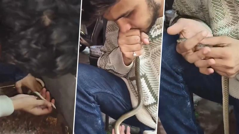 CPR Saves a Snake's Life: மூர்ச்சையான பாம்புக்கு சிபிஆர் செய்து உயிர்கொடுத்து இளைஞர்; வைரலாகும் வீடியோ.!