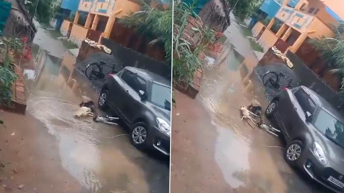 Stray Dogs Dies: மின்சாரம் தாக்கி 3 தெருநாய்கள் பரிதாப பலி; நெஞ்சை ரணமாக்கும் நேரடி காட்சிகள்..!
