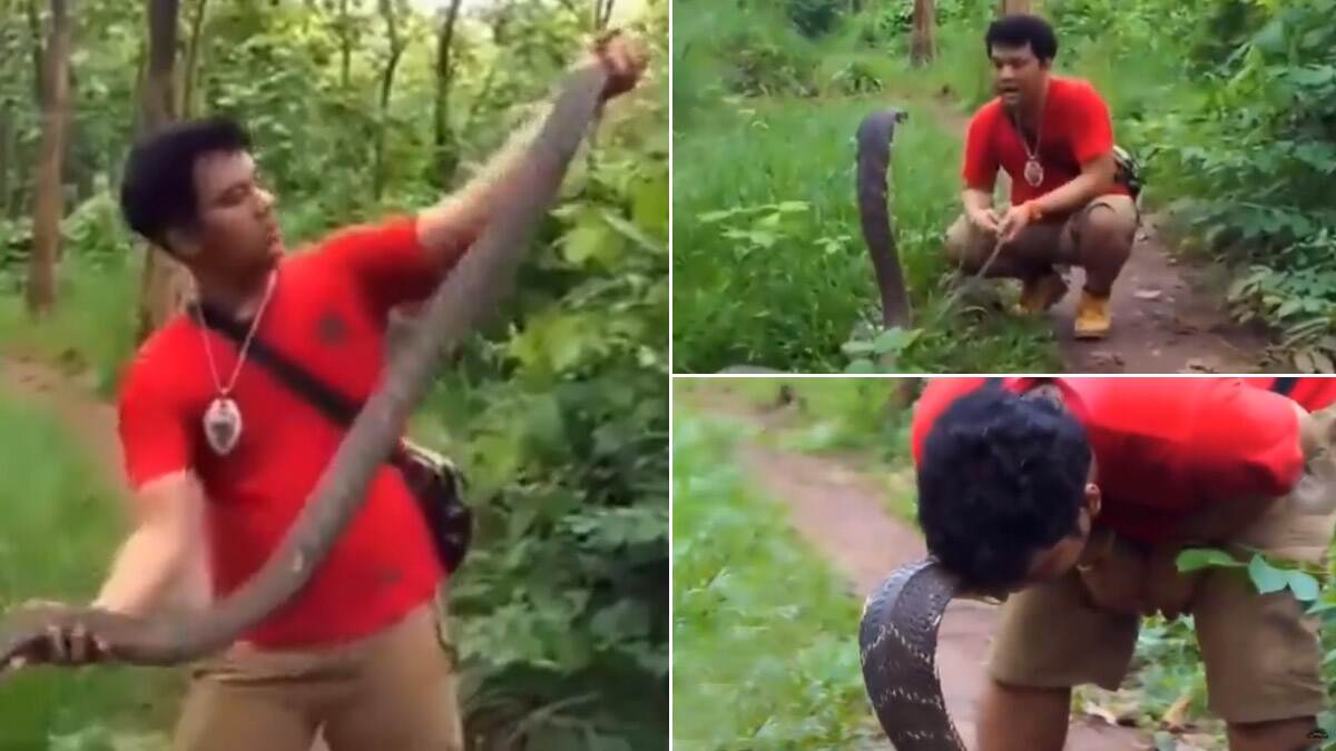 King Cobra: ராஜநாகத்தை அசால்ட்டாக டீல் செய்யும் நபர்; பார்க்கவே மெய்சிலிர்க்கவைக்கும் காணொளி.!