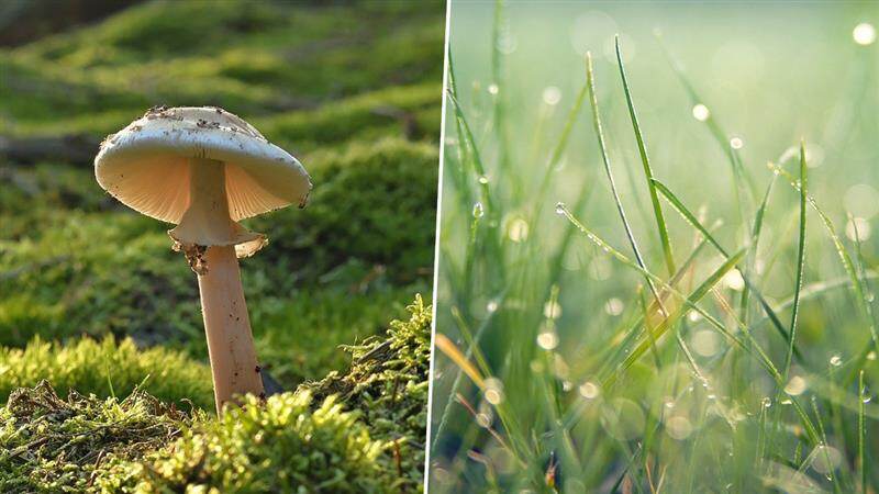 Poisonous Mushroom: மழைக்காளானை சாப்பிட என்னமா?.. உஷார்.. குடும்பமே மருத்துவமனையில் அனுமதி..!