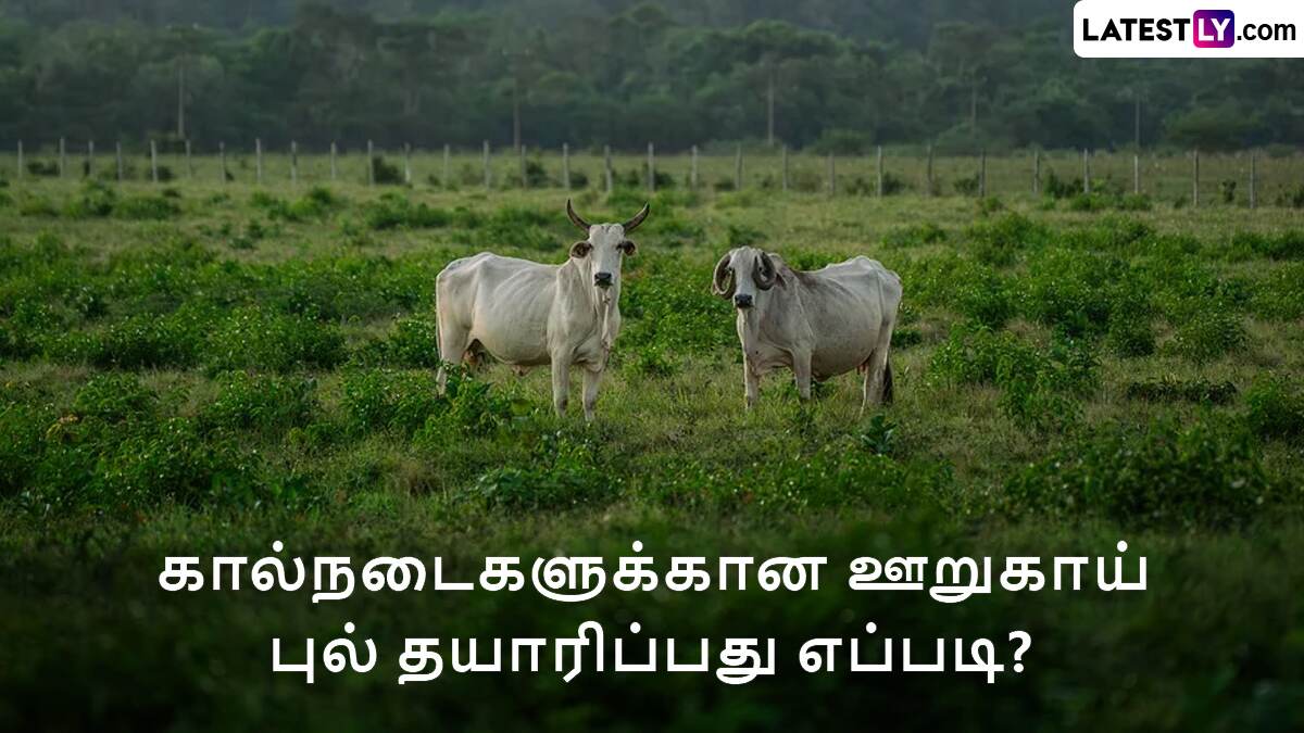 Pickled Grass: கால்நடைகளுக்கான ஊறுகாய் புல் தயாரிப்பது எப்படி? விபரம் உள்ளே.!