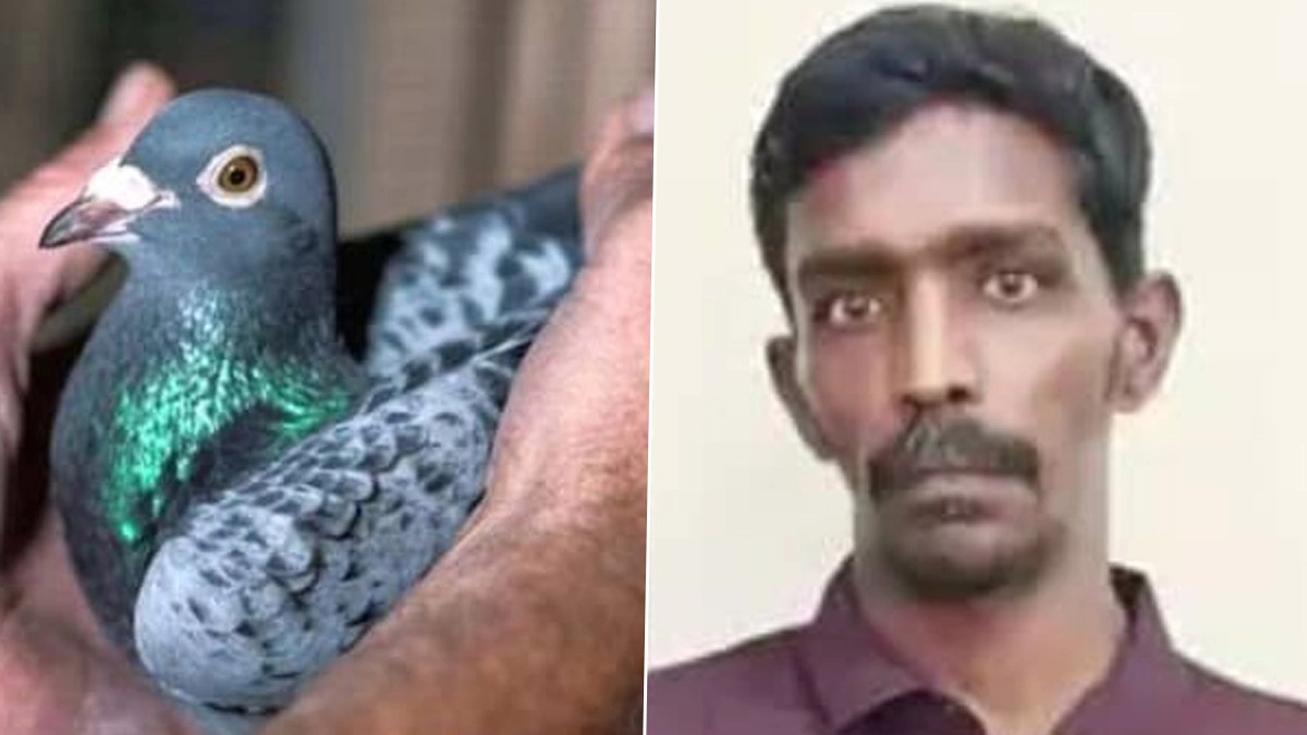 Robber Arrested: வீடு வீடாக சென்று திருடிய புறா கொள்ளையன் கைது.. விசாரணையில் திடுக்கிடும் தகவல்..!