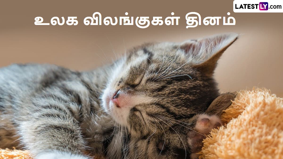 World Animal Day 2024: உலக விலங்குகள் தினம்.. இந்தியாவில் உள்ள செல்லப்பிராணிகள் சட்டத்தைப் பற்றி தெரிந்துக் கொள்வோமா?!