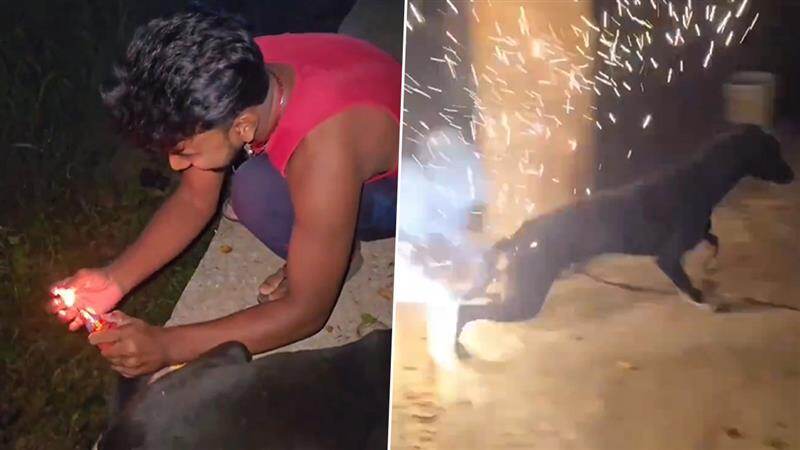 Shocking Video: நாயின் வாலில் பட்டாசு வைத்து கொடுமை; தீபாவளி கொண்டாட்டத்தில் கேடு செய்த இளைஞன்..!