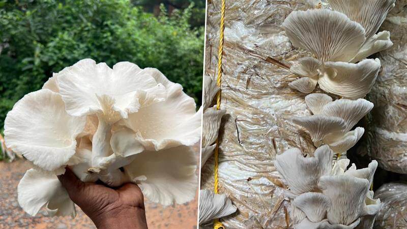 Mushroom Cultivation: ரூ.1000 இருந்தாலே போதும்.. காளான் வளர்ப்பு தொழில் தொடங்கலாம் வாங்க.. விபரம் உள்ளே..!