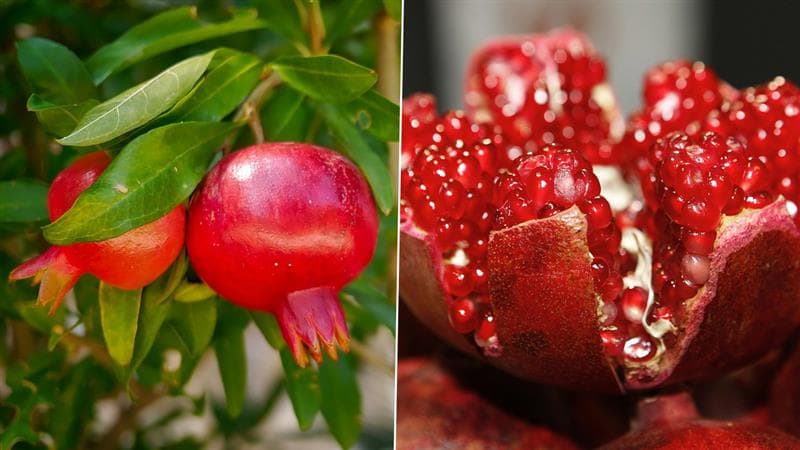 Health Tips: ஒரே பழத்தில் பல உடல்நல பிரச்சனைகளுக்கு தீர்வு: மாதுளைப்பழத்தின் அற்புதமான பயன்கள்..!