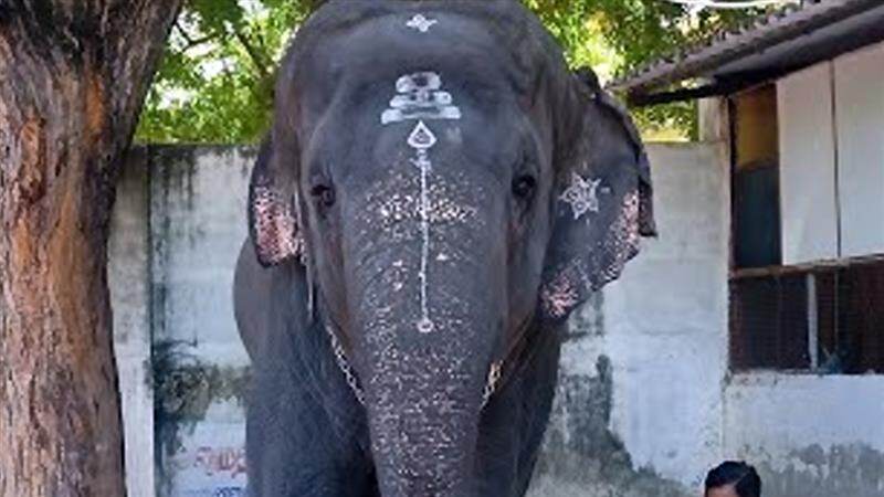 Elephant Attack: திருச்செந்தூர் கோவில் யானை மிதித்து பாகன் உட்பட இருவர் பலி..!