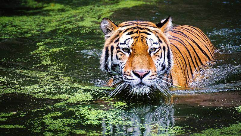 25 Tigers Missing: 25 புலிகள் மாயம்.. தேசிய பூங்காவில் நடந்த அதிர்ச்சி சம்பவம்.!