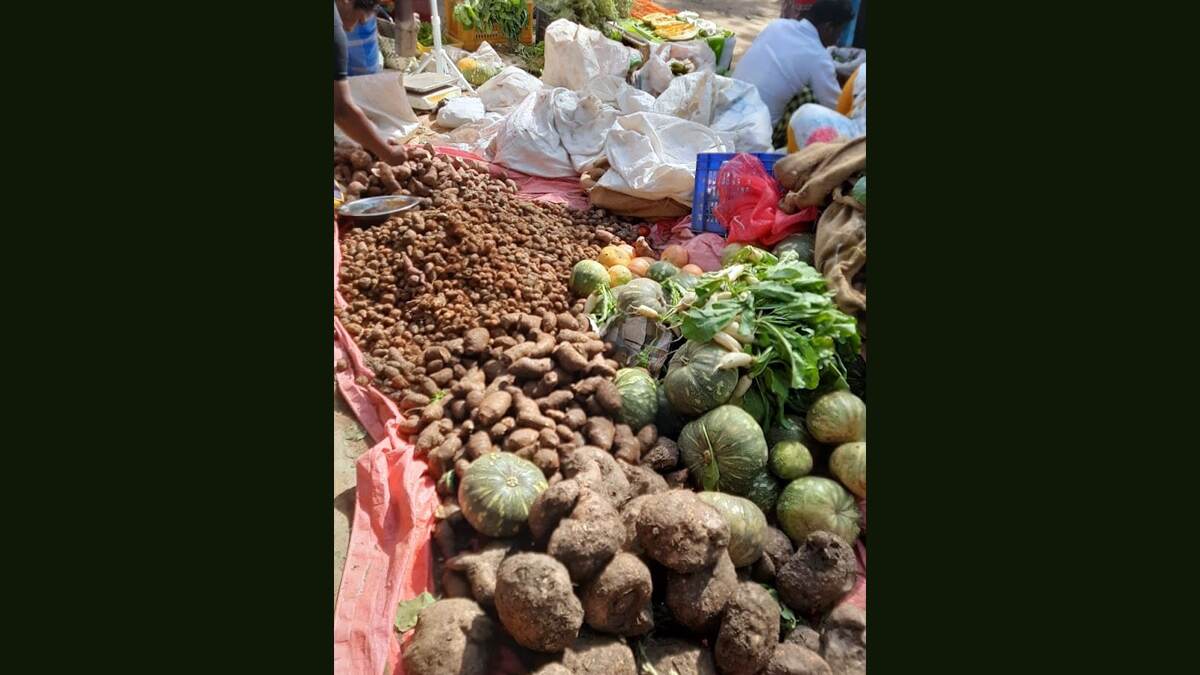 Yam Cultivation: லட்சத்தில் லாபம் கொடுக்கும் கருணை கிழங்கு சாகுபடி.. எப்படின்னு தெரிஞ்சிக்கலாம் வாங்க.!
