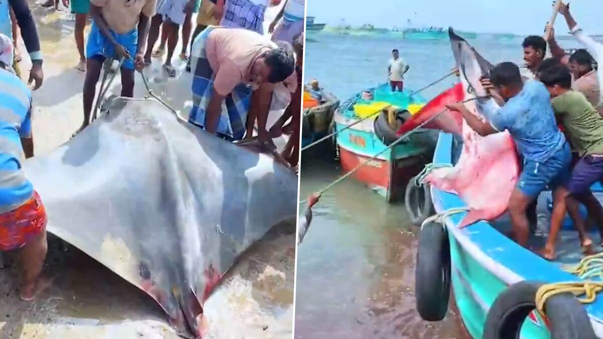 Ramanathapuram: 350 கிலோ எடையுள்ள யானை காது மீன் - ராமநாதபுரம் மீனவர்கள் மகிழ்ச்சி.!