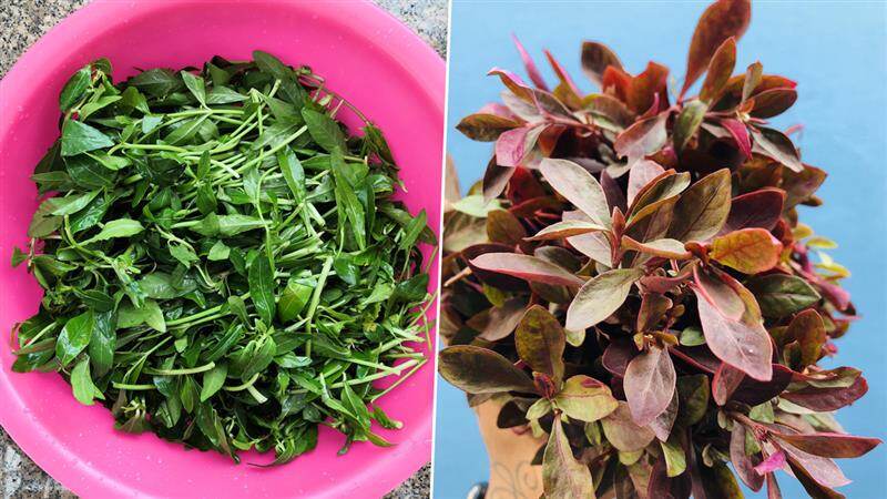 Ponnaganni Keerai Benefits: பொன்னாங்கண்ணி கீரையின் அசத்தல் நன்மைகள்; உடனே வாங்கி சாப்பிடுங்க.!