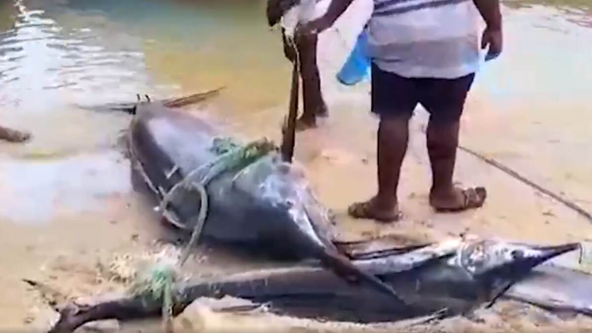 Ramanthapuram News: பாம்பன் மீனவர்களிடம் சிக்கிய வாள் மீன் ரூ.56,000 க்கு விற்பனை.. மீனவர்கள் மகிழ்ச்சி.!