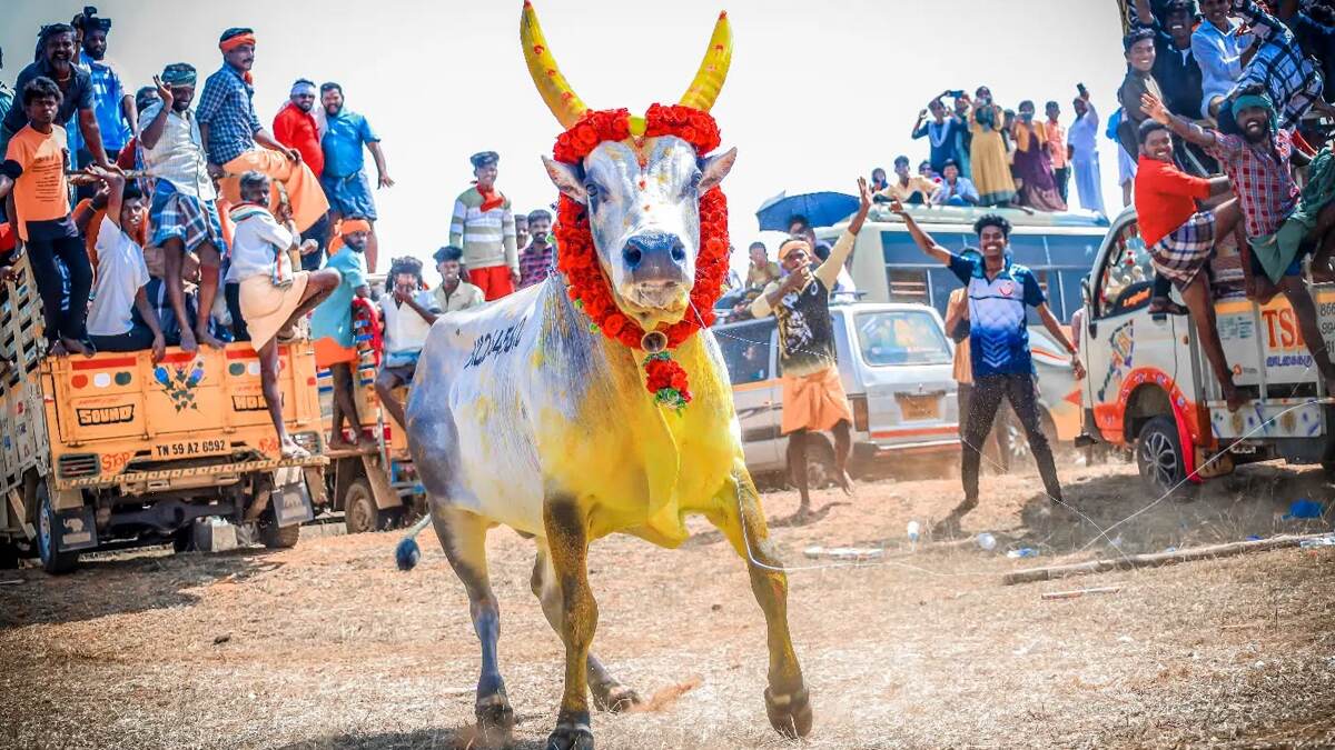 Alanganallur Jallikattu 2025: உலக புகழ்பெற்ற அலங்காநல்லூர் ஜல்லிக்கட்டு.. எங்கே, எப்போது நடைபெறும்? விபரம் உள்ளே.!