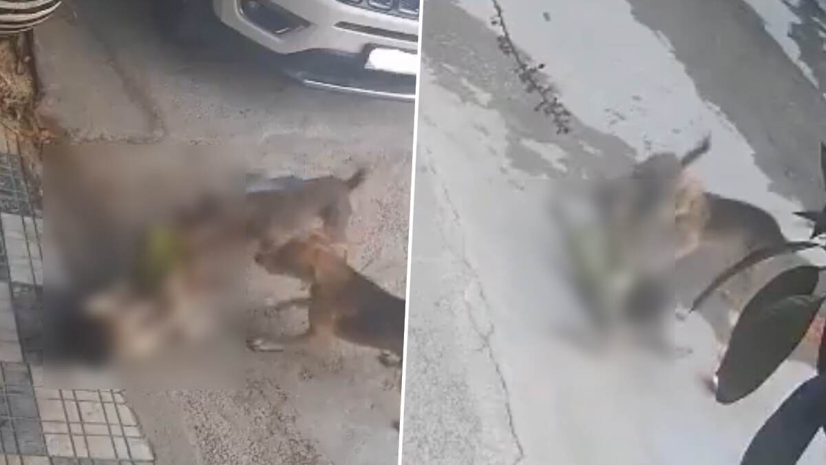Heart Wrenching Video: 6 வயது சிறுமியை கடித்து இழுத்துச் சென்ற நாய்; நெஞ்சை பதறவைக்கும் காட்சிகள்..!