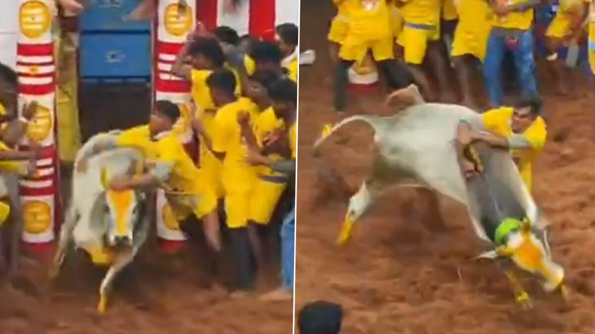Alanganallur Jallikattu 2025: திமிலை பிடித்ததும் தூக்கியெறிந்து ஓட்டம்: முன்னாள் அமைச்சர் செல்லூர் ராஜு காளை வெற்றி.!