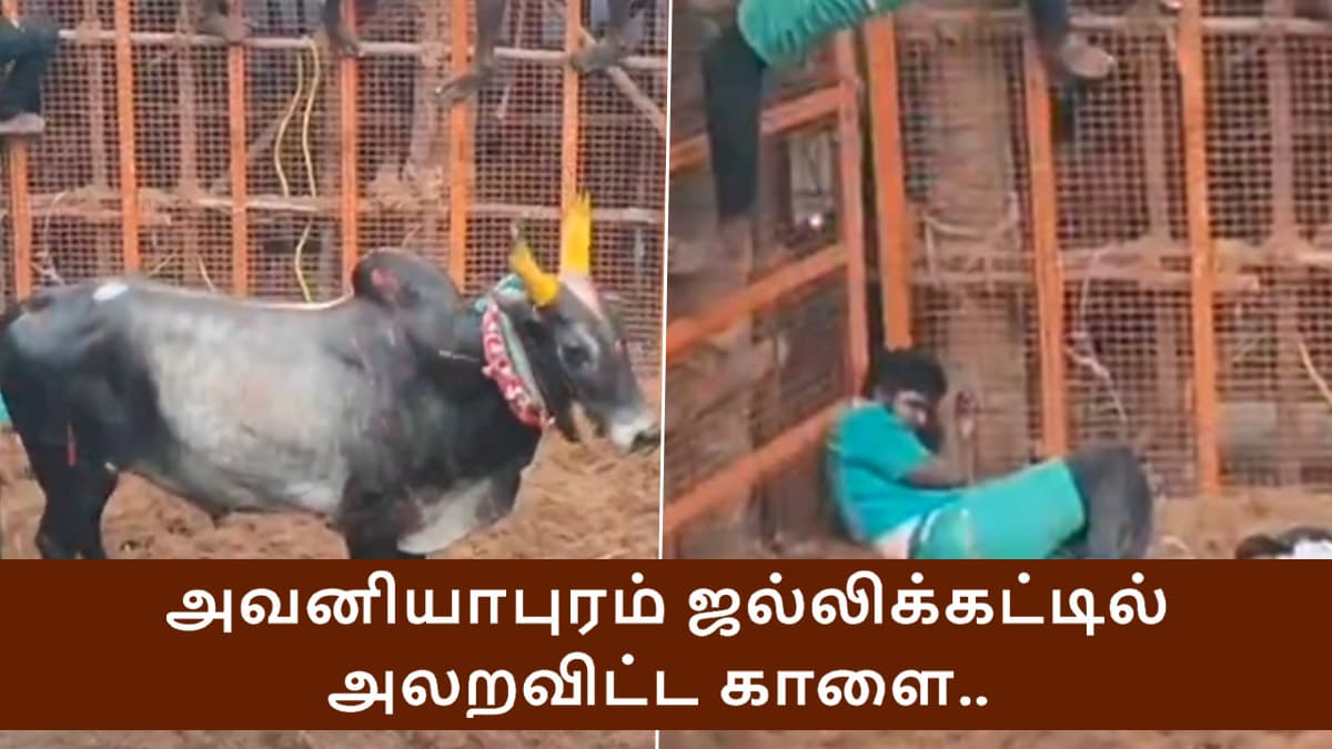 Jallikattu 2025: அவனியாபுரத்தை அலறவிட்ட காளை; தொட்டுப்பார்... கலக்கல் காணொளி இதோ.!