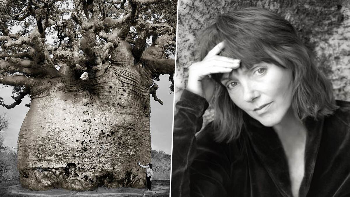 Beth Moon Photography: வாழ்நாளில் நீங்கள் பார்க்க வாய்ப்பில்லாத மரங்கள்: புகைப்பட கலைஞரின் நெகிழ்ச்சி செயல்‌.. அசத்தும் கிளிக்ஸ் இங்கே‌.!
