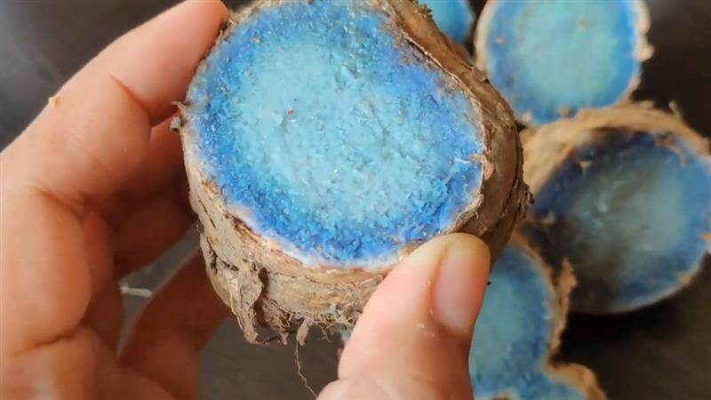 Black Turmeric Cultivation: மஞ்சளிலேயே செல்வம் சேர்க்கும் கருப்பு மஞ்சள்.. வளர்ப்பது எப்படி? விபரம் உள்ளே.!