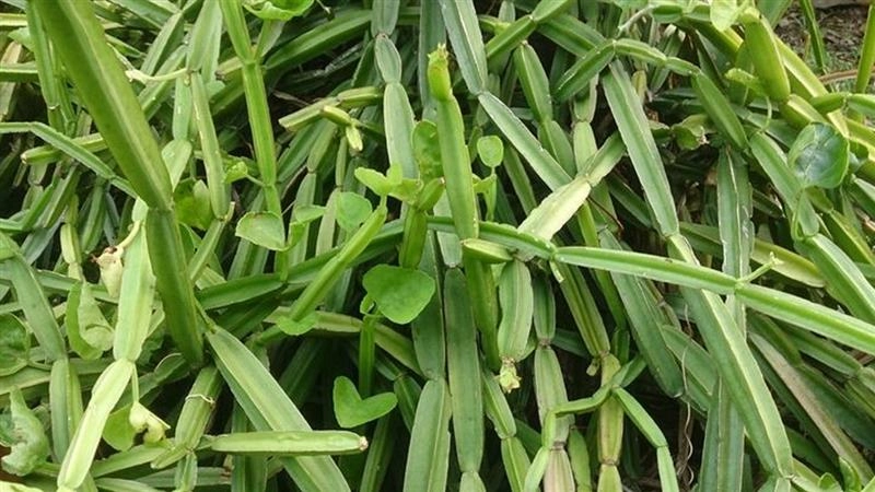 Pirandai Benefits Tamil: அடேங்கப்பா.. பிரண்டையை சாப்பிடுவதால் கிடைக்கும் எண்ணற்ற நன்மைகள்.. மக்களே மிஸ் பண்ணாதீங்க.!