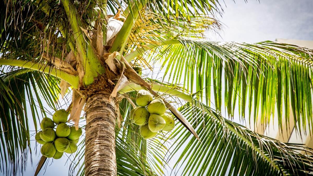 Agriculture Tips: மாவட்ட வாரியாக தென்னை நர்சரி தொடர்புகொள்ள.. வழிமுறைகள் என்ன?!