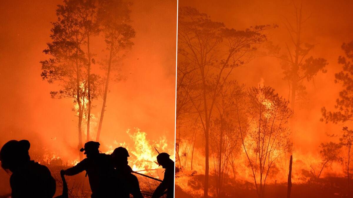 Forest Fire: நெஞ்சை பதறவைக்கும் காட்டுத்தீ.. உயிரை கையில்பிடித்து வீடுகளை விட்டு வெளியேறும் மக்கள்.. விபரம் உள்ளே.!